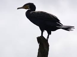 Изменения в «Правилах охоты» в Алтайском крае: новые возможности и меры