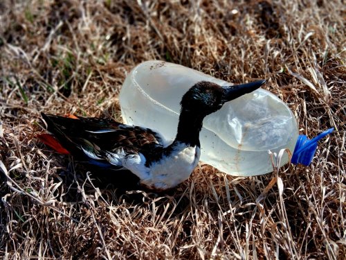 На дурнинку за 10 минут))