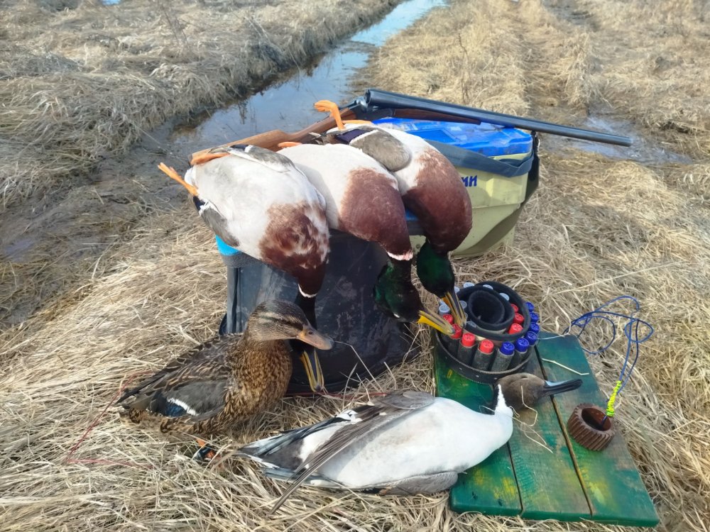 Сегодня на утрянке редкий, для места где охочусь, трофей- шилохвость