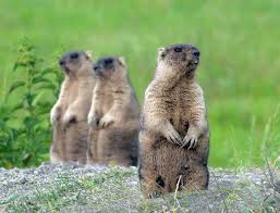 В Новосибирской области с 6 мая начнётся приём заявлений на добычу серого сурка