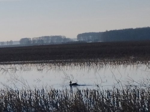 Вид из скрадка