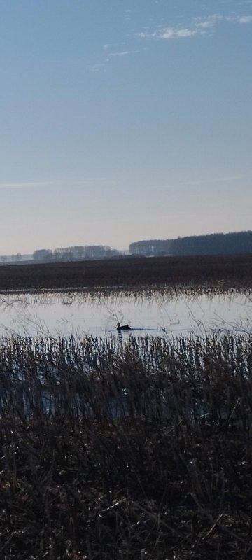 Вид из скрадка