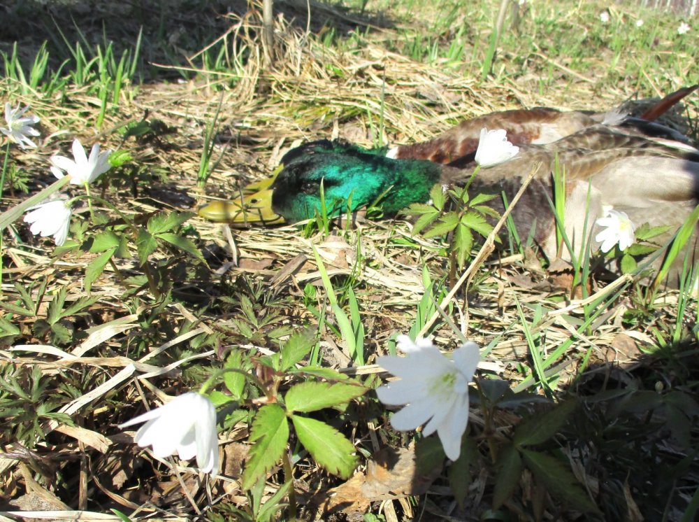 Продолжаю собирать гербарий)))