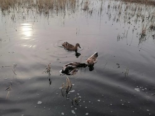 Парочка селезней