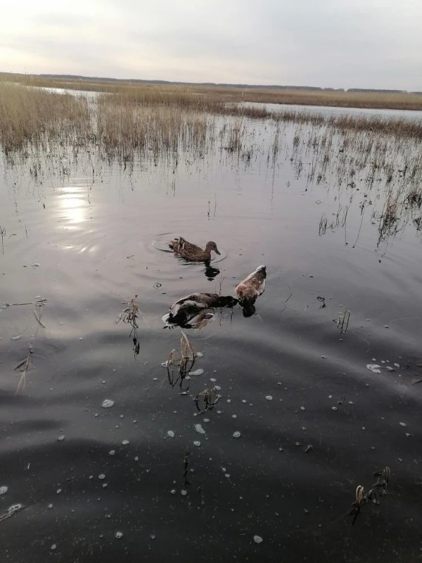 Парочка селезней.