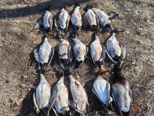 Поздоровался с шилой)))