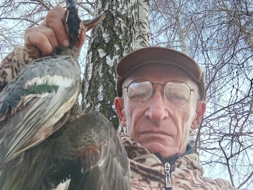 Селезни,-серый, чирок.