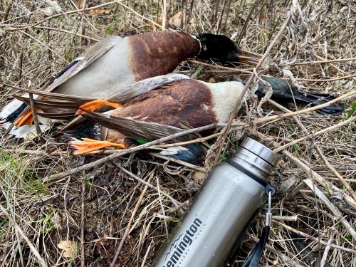 Утренний кофе на болоте)