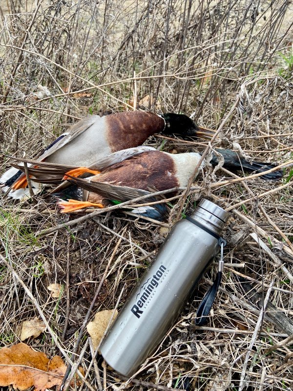 Утренний кофе на болоте)