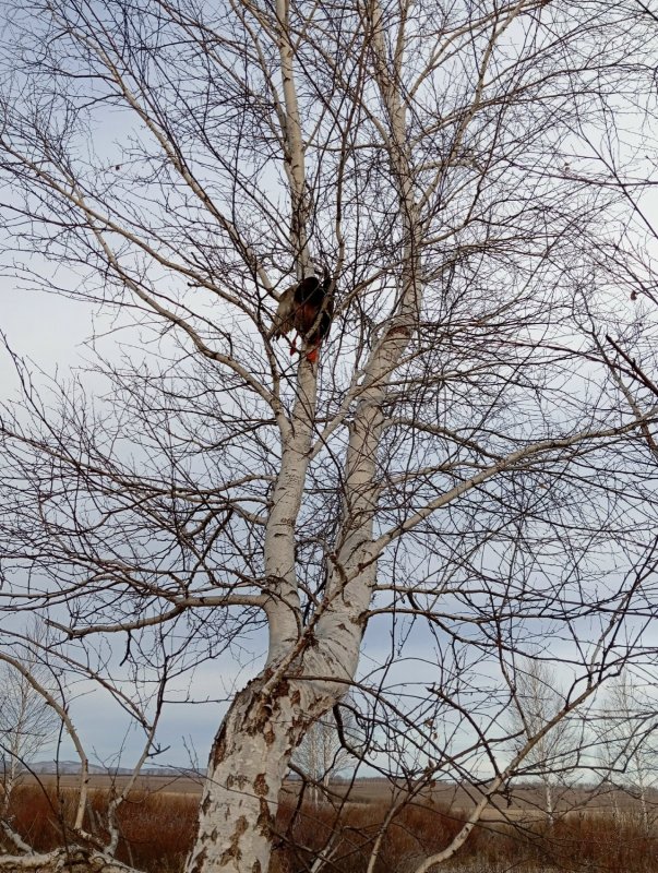 Аварийная посадка.