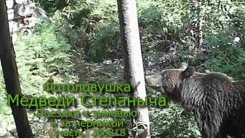 Фотоловушка Медведи Степаныча Поездка к зимовью и за черникой (1 часть) 200818