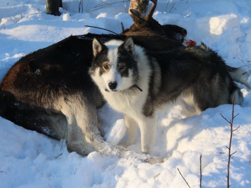 Подружейные собаки.