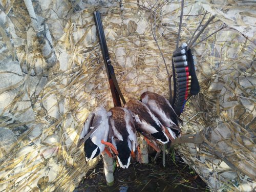 Сегодня утренняя зорька была лучше надо да некуда.