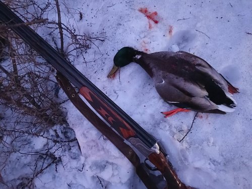 Для Николаича