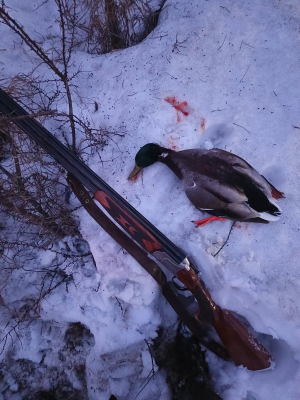 Для Николаича