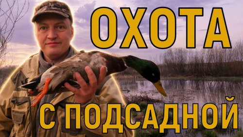 Охота на селезня с подсадной уткой