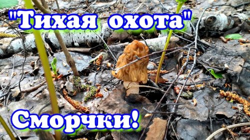 Весенние грибы Сморчки | Грибной сезон *2026* открыт | Лоси у ручья