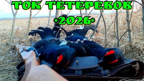 Охота на Тетерева на Току * 2026 *