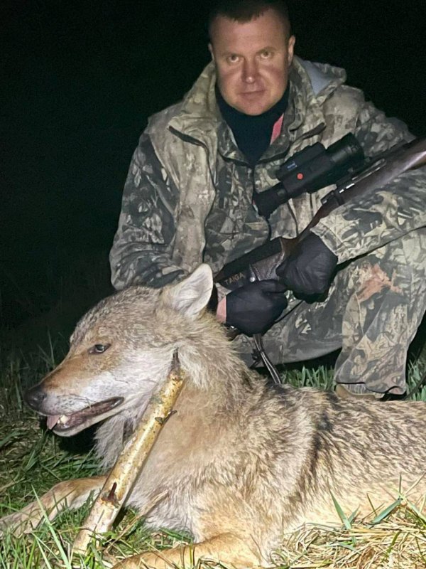 Вести из чата по волку