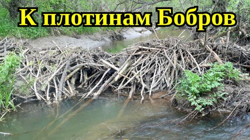 По ручью к плотинам Бобров | Вода ушла, озеро мелеет