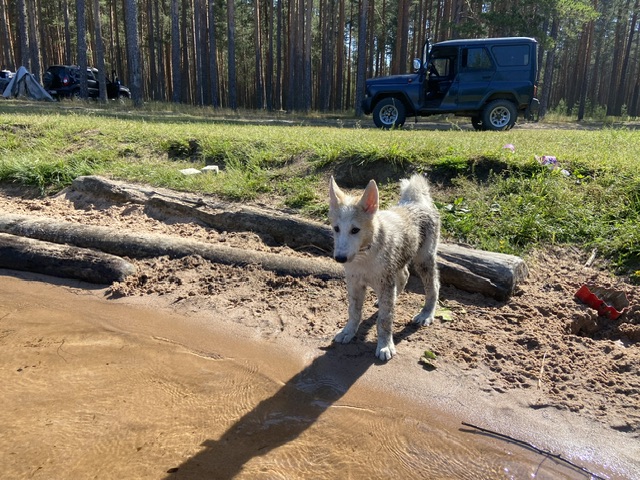 Чутка в песке:):):)зато на уток лаял